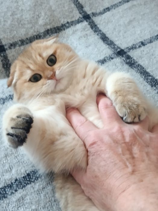 Муркотун чекає маму