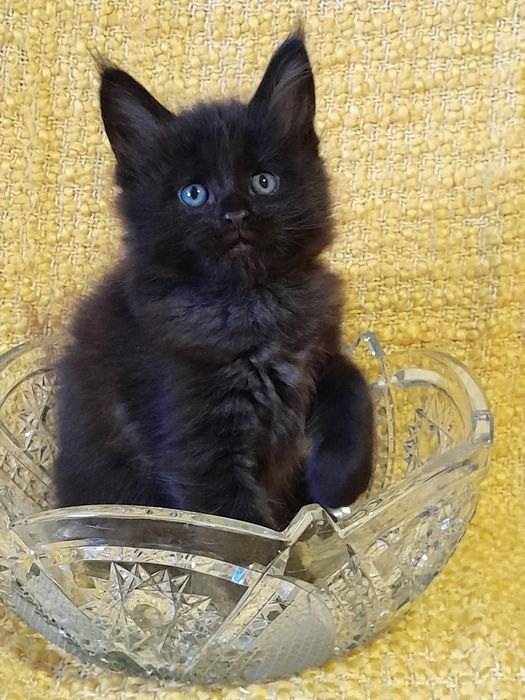 Чудові кошенята мейн кун.