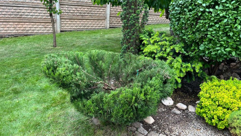 Топіарна стрижка.Нівакі.Скарифікація