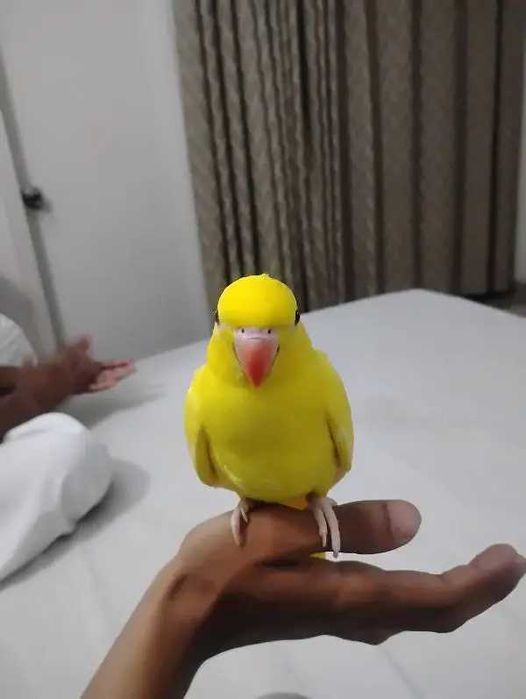 Ring neck domésticos, bebê, selvagem