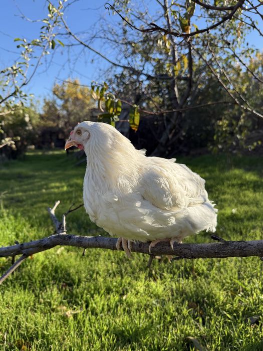 Несушка 3 мес доминант, ломан сенди, браун