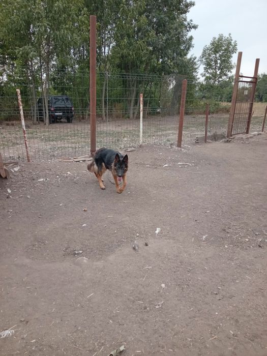 Продам немецкую овчарку