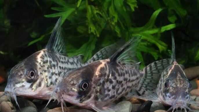 Kirys Fioletowy - SKALMAR Sklep Akwarysty