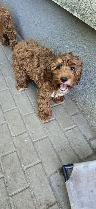 Cockapoo / dziewczynka