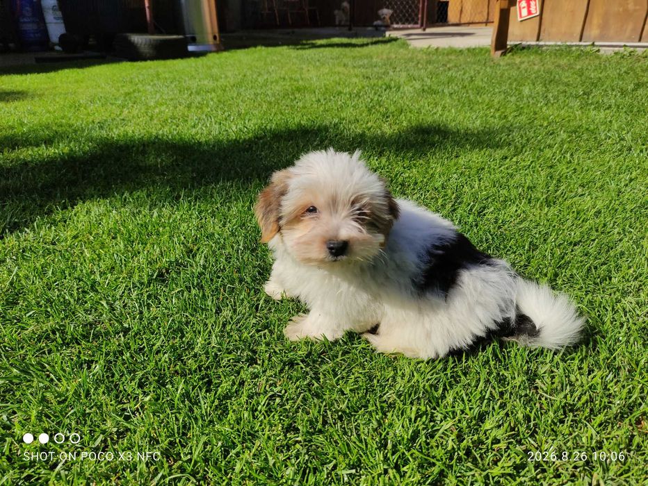 york shire terrier biewer piesek