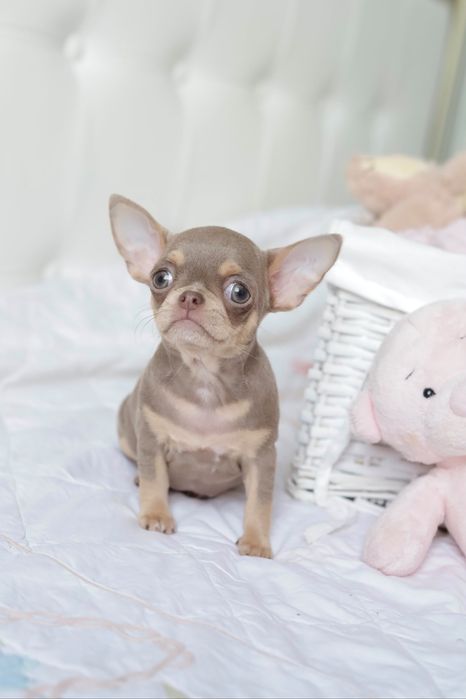Chihuahua FCI dziewczynka