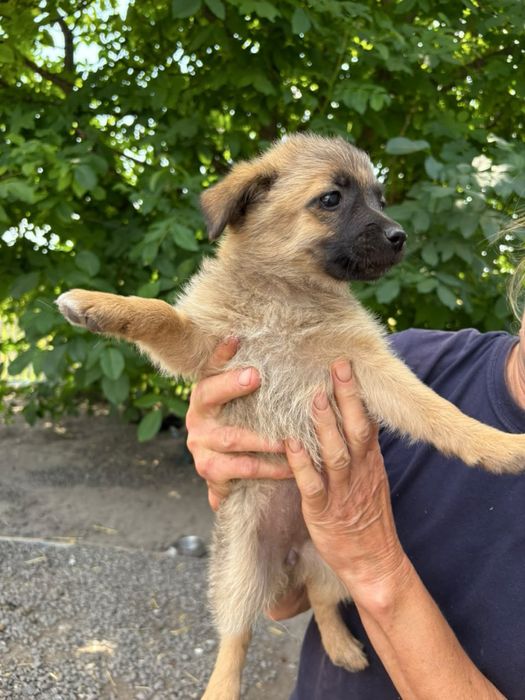Цуценята в люблячі ручки