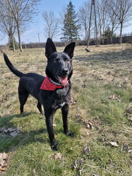 Nino pies do adopcji