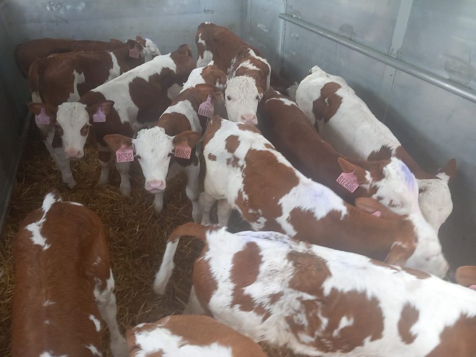 Sprzedam cielaki byczki