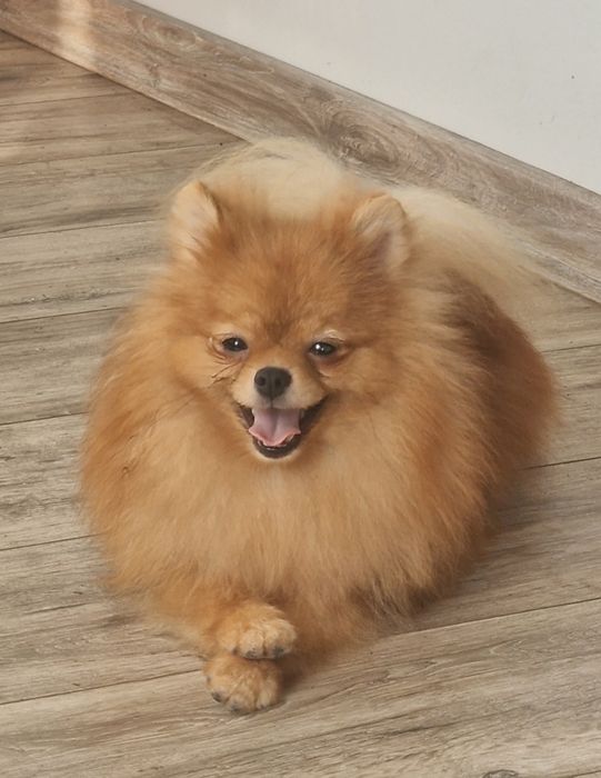 Szpic miniaturowy pomeranian