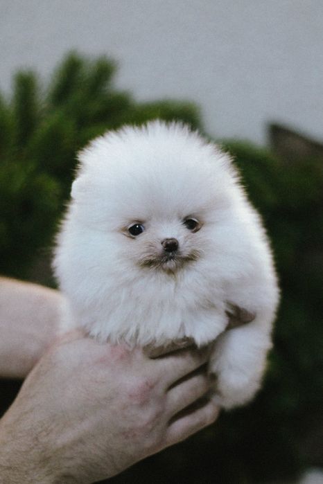 Померанский Шпиц мальчик