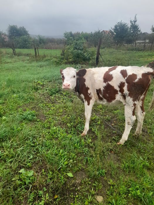 Продаю теля гол-штейн