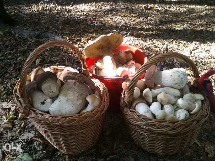 BOROWIK Grzyby Prawdziwek mieszanka suszone krajanka 100g 2024