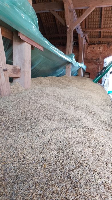 Owies paszowy/opałowy Bingo workowany