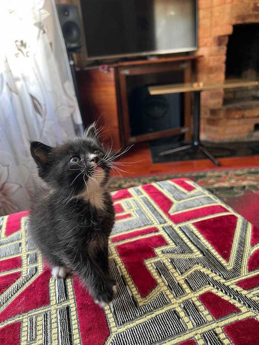 Отдам котят БЕЗПЛАТНО !