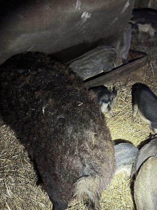 Продам поросята породи мангалиці.