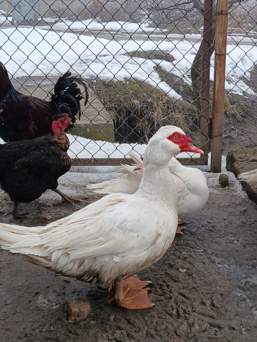 Продам мускусних качок