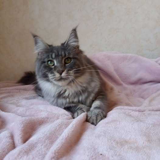 Мейн Кун девочка голубая серебрянная мрамор