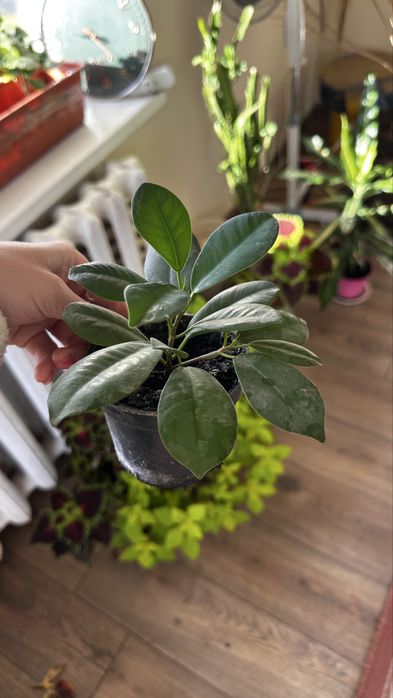 Продаються  дітки фікуса benjamina виду Moclame.