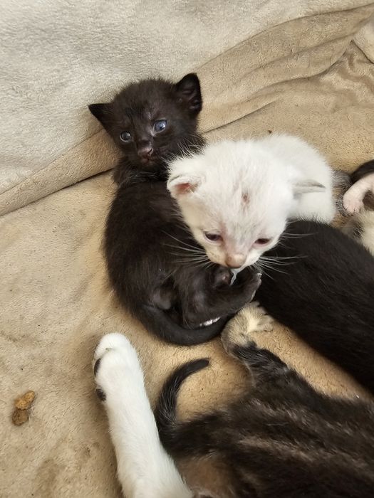 Gatos bebés para adoção