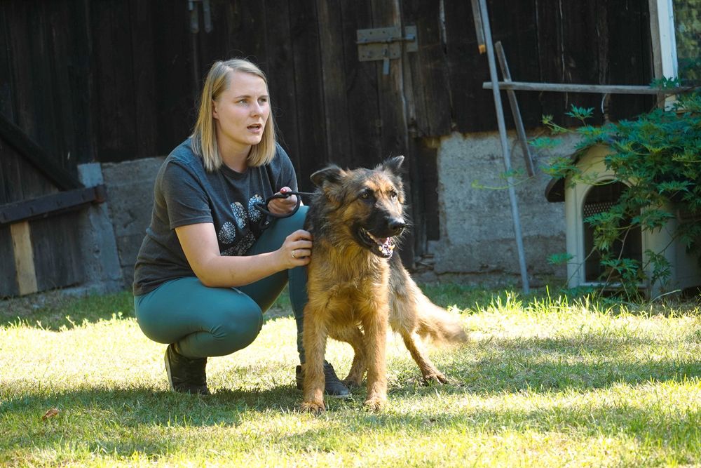 Pola - piękna sunia w typie owczarek niemiecki