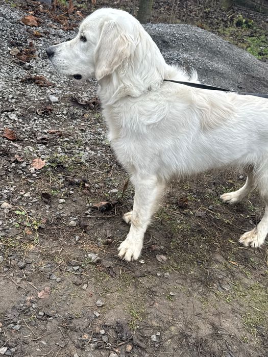 СРОЧНО ПРОДАМ ЦУЦЕНЯ Золотистий ретривер