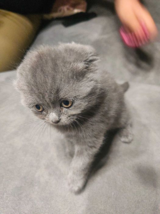 Шотландские котята продам