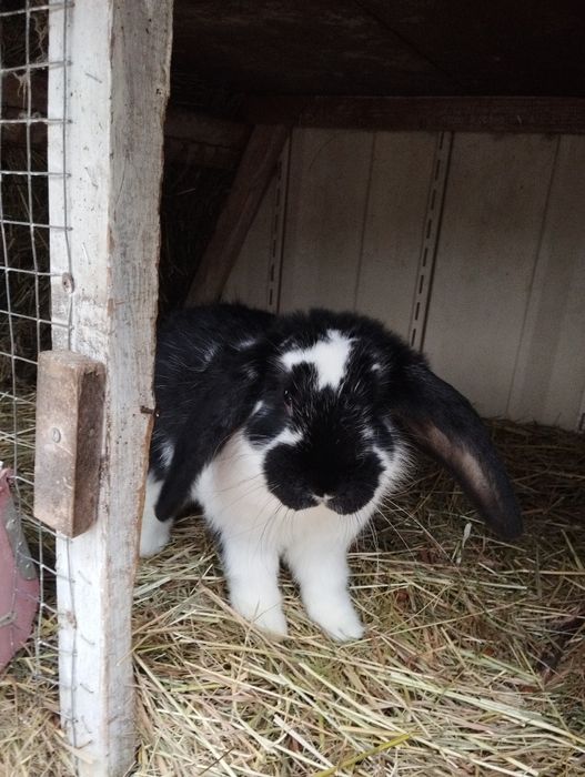 Продам самку французький баран