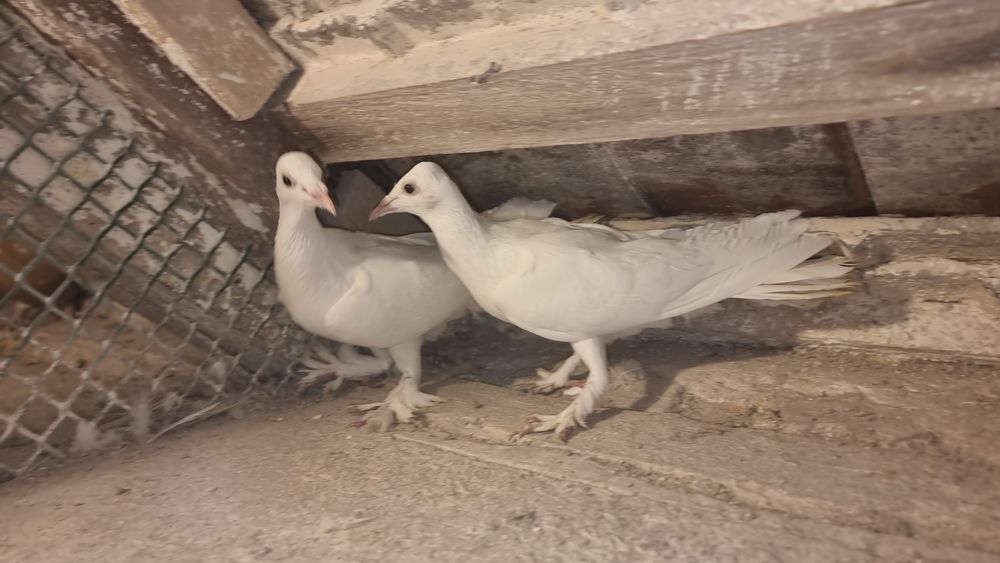 Bociany gołębie ozdobne