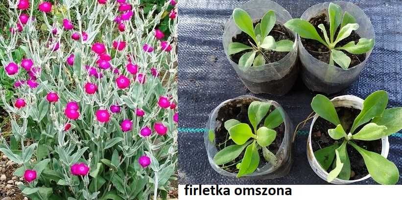 Przywrotnik, kopytnik, miodunka, jasnota plamista, berberys
