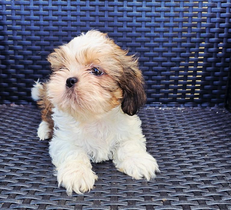 Shih Tzu Macho Faço ENTREGA