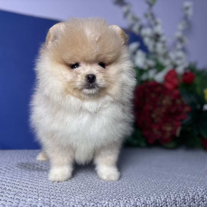 ляльковий Ведмедик шоу классу