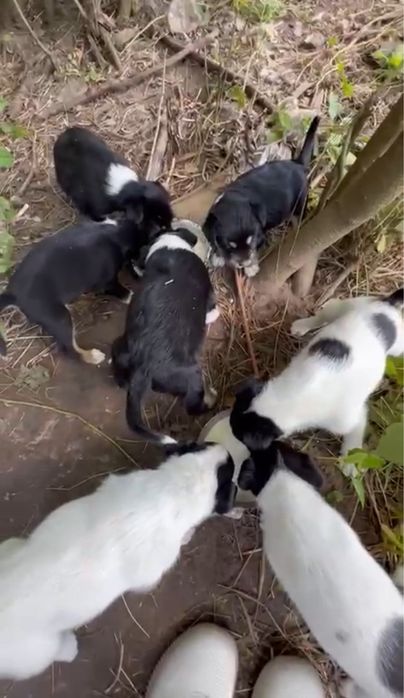 цуценята в добрі руки