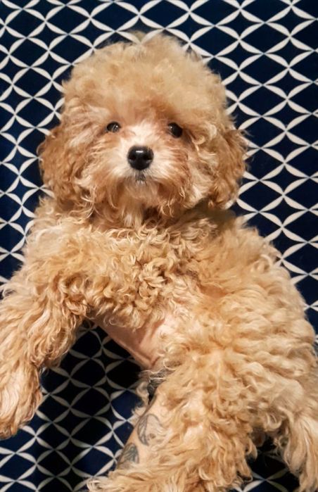 Шикарна карамельна дівчинка чекає родину