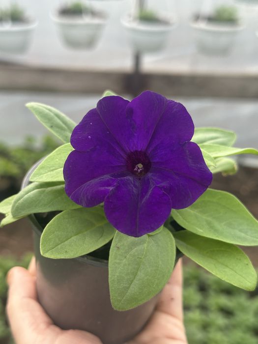 Петунія ГУРТ та РОЗДРІБ