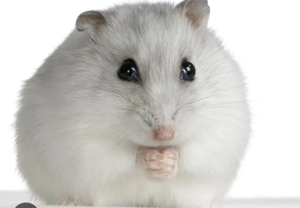 hamsters  brancos