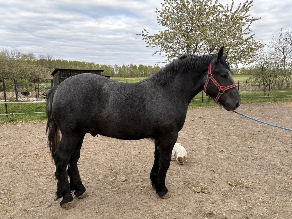 Ogier perszeron/roczny