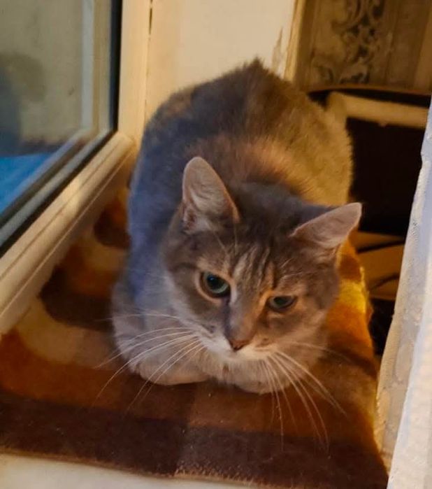 Котики та кошенята шукають родину