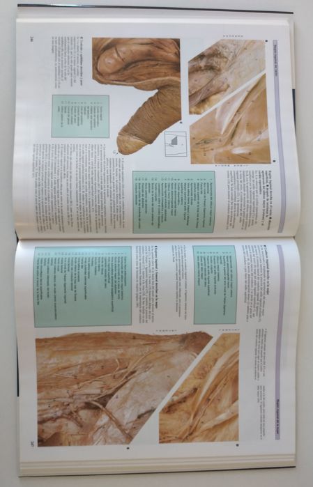 Atlas Anatomia Humana - 2 livros novos em Espanhol