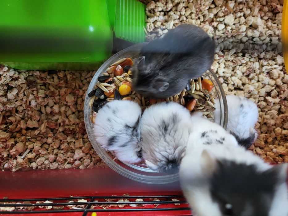 Хом'ячки Кемпбела