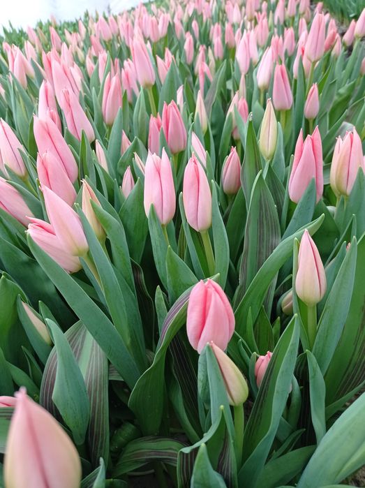 Тюльпани на 8 березня 14 лютого