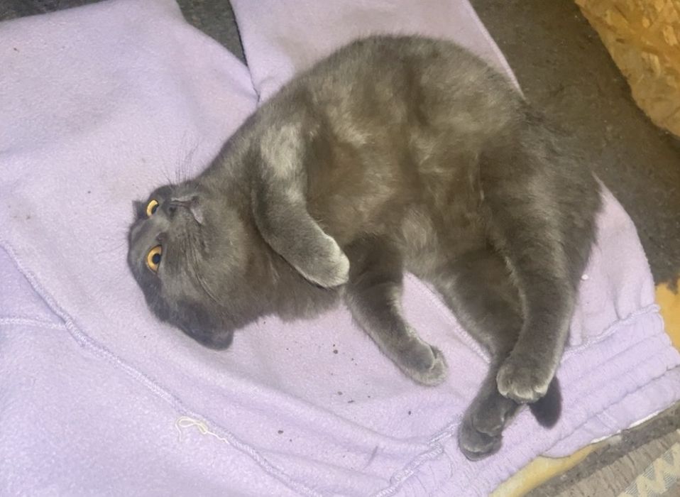 Отдам пушистиков в хорошие руки