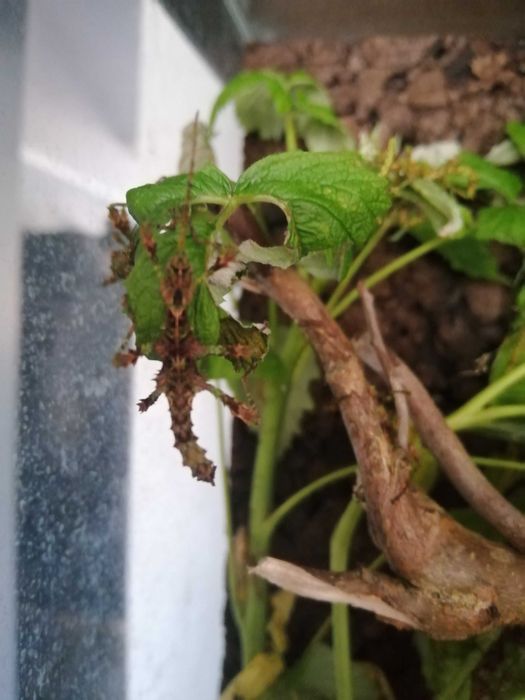 Straszyk Trachyaretaon sp. North Luzon,straszyk,straszyki