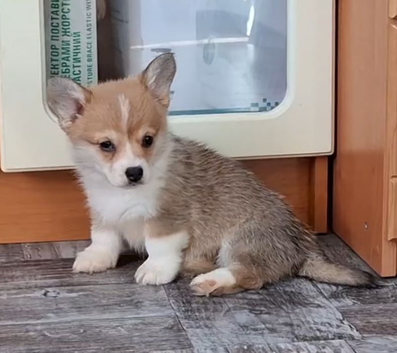 Продам щенков вельш корги пемброк (цуценята вельш коргі пемброк)