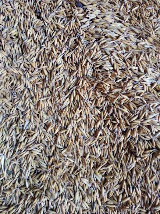 Owies, pszenżyto, pszenica