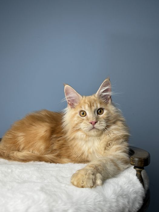 Рыжий мальчишка крупный 4  месяца мейн кун