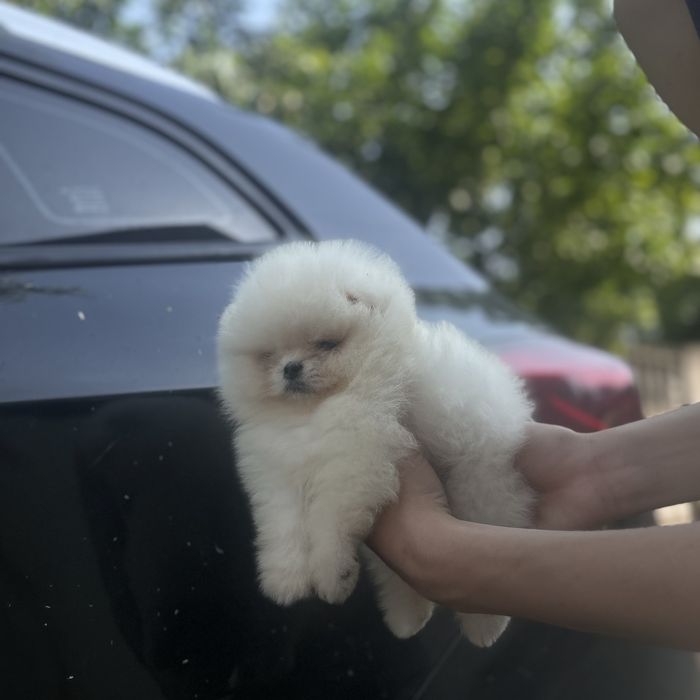 Ведмедик шоу класу хлопчик