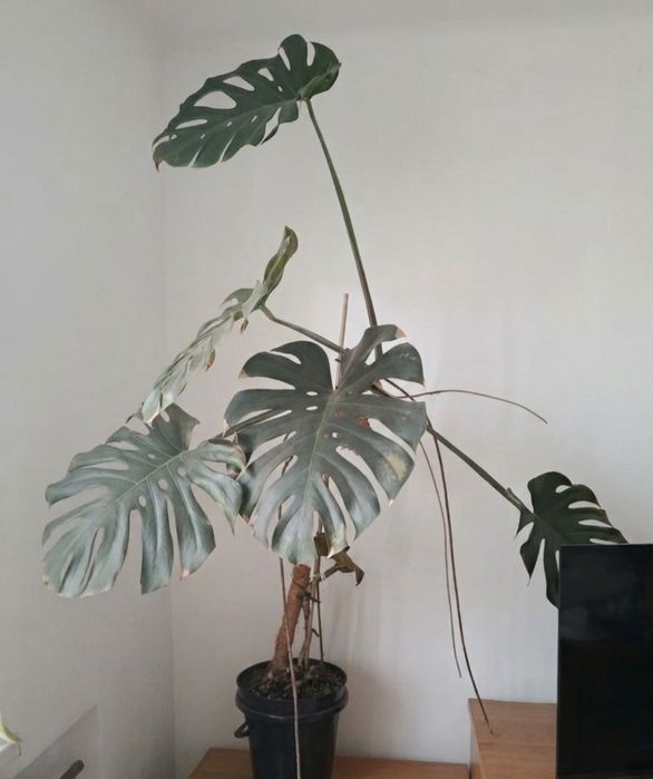 Duża, okazała Monstera Deliciosa z pięknymi liśćmi