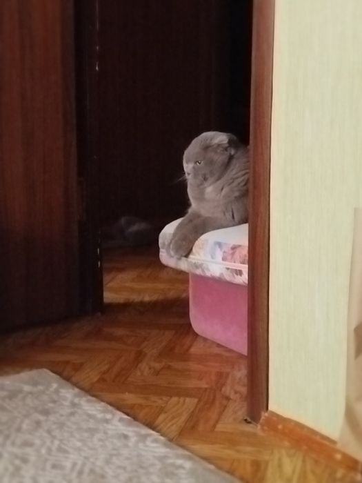 Супер-кіт Ждун Боня