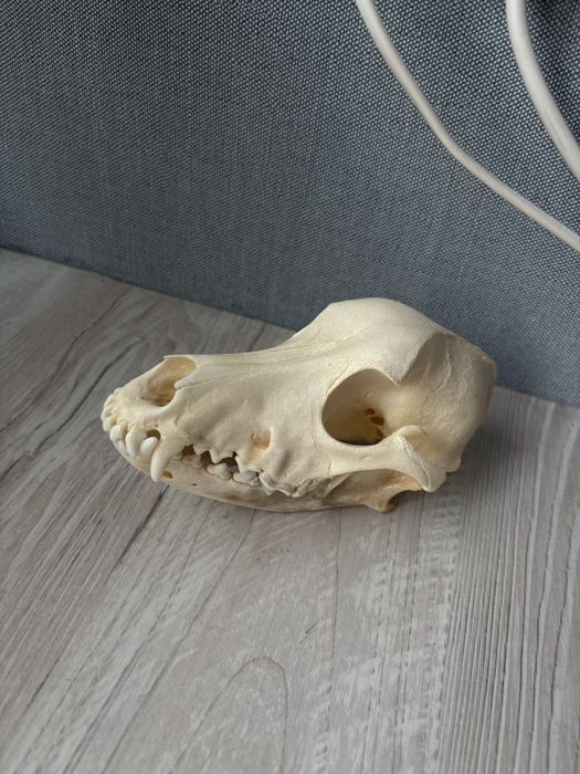 czaszka psa do nauki anatomii